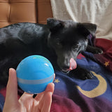 Busy Ball Interactive Pet Ball - Top-Rated Interactive Pet Toy