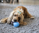 Busy Ball Interactive Pet Ball - Top-Rated Interactive Pet Toy
